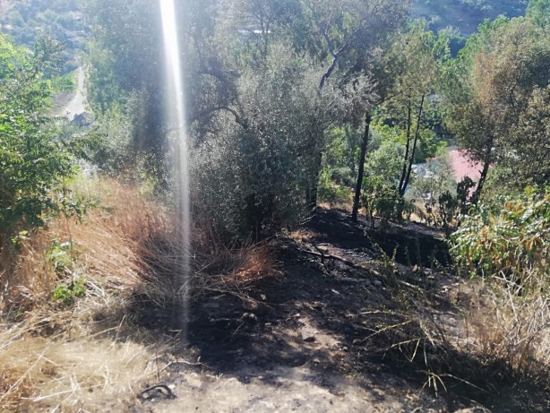 Foto - Sebebi belirlenemeyen yangınlara bir yenisi daha eklendi! 100 dönümlük zeytin ve çam ağaçları zarar gördü