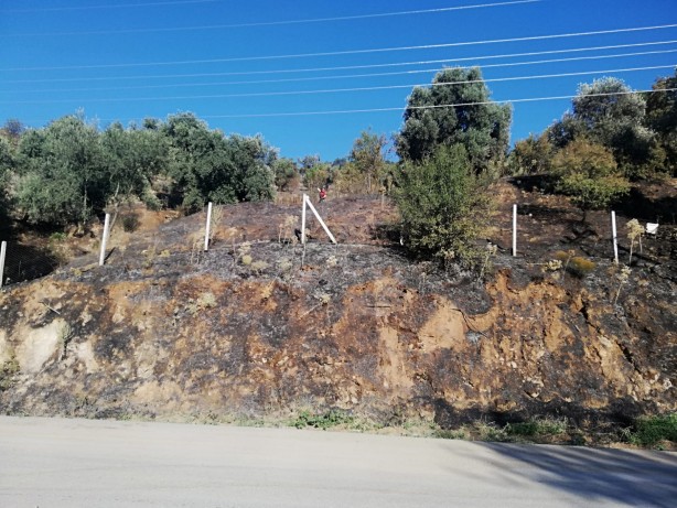 Sebebi belirlenemeyen yangınlara bir yenisi daha eklendi! 100 dönümlük zeytin ve çam ağaçları zarar gördü