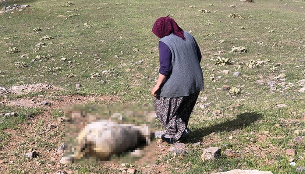 Foto - Sebebi bilinmiyor! 80 tanesi birden öldü... İnceleme başlatıldı