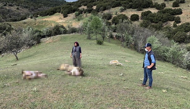 Foto - Sebebi bilinmiyor! 80 tanesi birden öldü... İnceleme başlatıldı