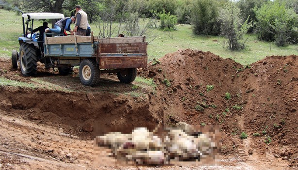 Foto - Sebebi bilinmiyor! 80 tanesi birden öldü... İnceleme başlatıldı
