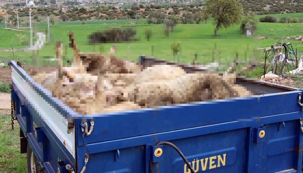 Foto - Sebebi bilinmiyor! 80 tanesi birden öldü... İnceleme başlatıldı