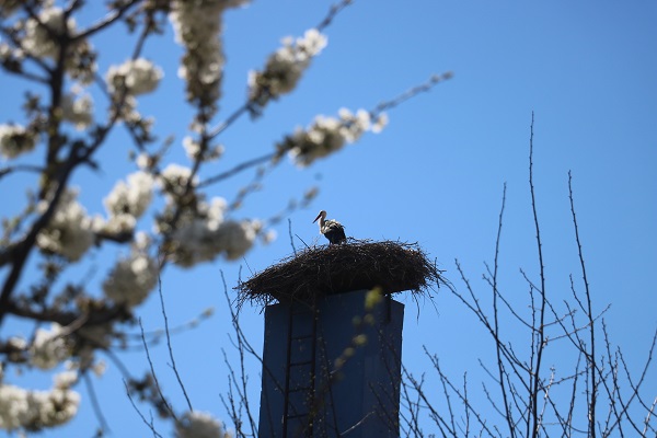 Foto - Sebebini duyunca çok şaşıracaksınız! Bakın o firma üretimi neden durdurdu