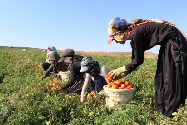 Foto - Sebze ve meyvedeki verim çiftçinin yüzünü güldürdü!