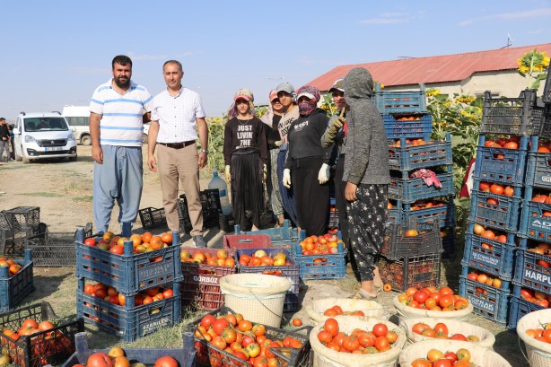 Foto - Sebze ve meyvedeki verim çiftçinin yüzünü güldürdü!