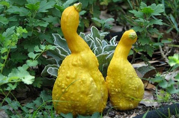 Foto - Sebze ve meyveleri hiç böyle görmediniz