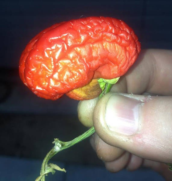 Foto - Sebze ve meyveleri hiç böyle görmediniz