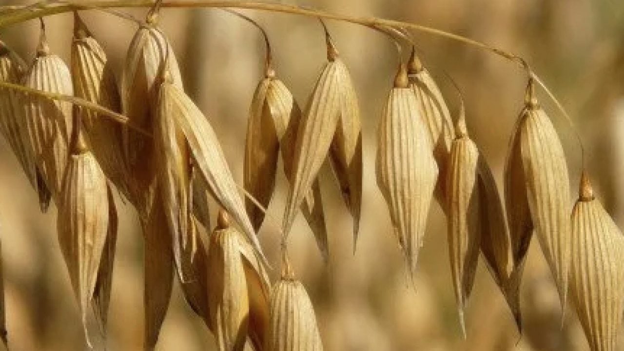 Foto - Sedef, egzama veya pişik gibi... Yulafı böyle kullanan kaşıntıdan kurtuluyor