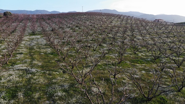 Şeftali bahçesinde tabloluk görüntü