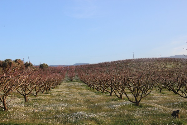 Foto - Şeftali bahçesinde tabloluk görüntü