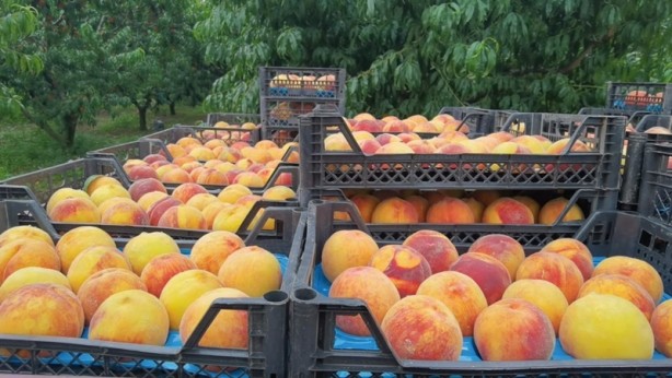 Foto - Şeftalinin suyu çıktı, dalında 3, tezgahta 10 TL