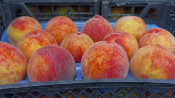 Şeftalinin suyu çıktı, dalında 3, tezgahta 10 TL