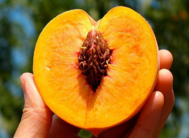 Foto - Şeftali ağız kokusunu gideriyor!