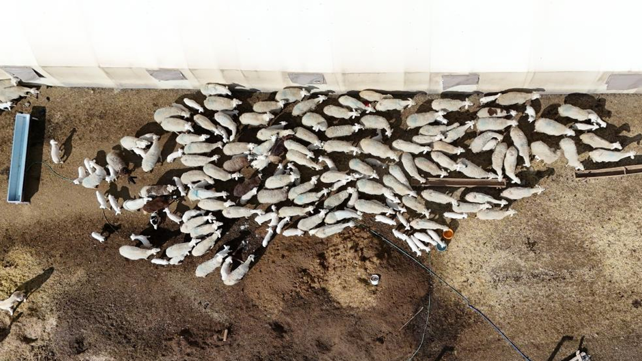 Şehir hayatı 5 ay sürdü! Köyüne geri dönüp hayvancılığa başladı