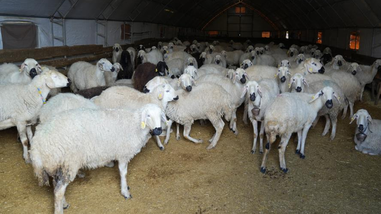 Foto - Şehir hayatı 5 ay sürdü! Köyüne geri dönüp hayvancılığa başladı