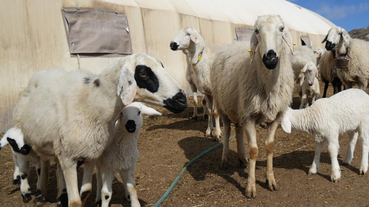 Foto - Şehir hayatı 5 ay sürdü! Köyüne geri dönüp hayvancılığa başladı