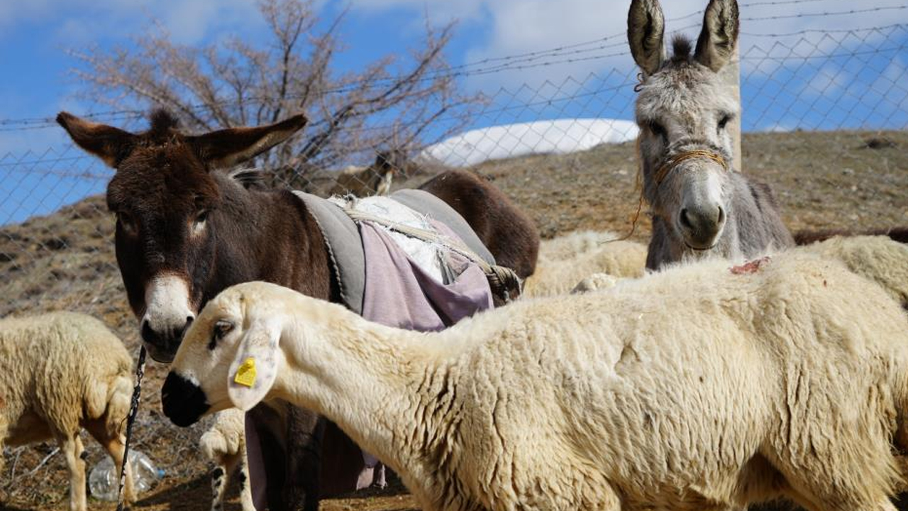 Foto - Şehir hayatı 5 ay sürdü! Köyüne geri dönüp hayvancılığa başladı