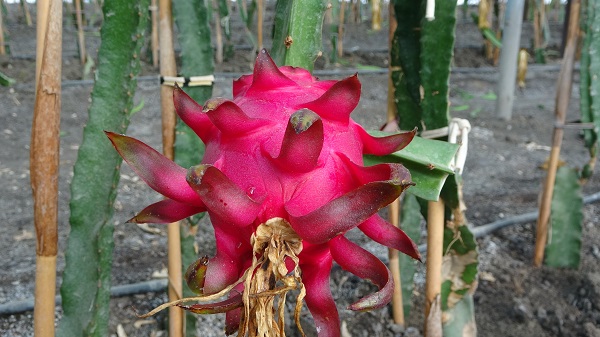 Foto - Şehir hayatından oraya kaçtı! Ata topraklarında öyle bir meyve yetiştirdi ki!