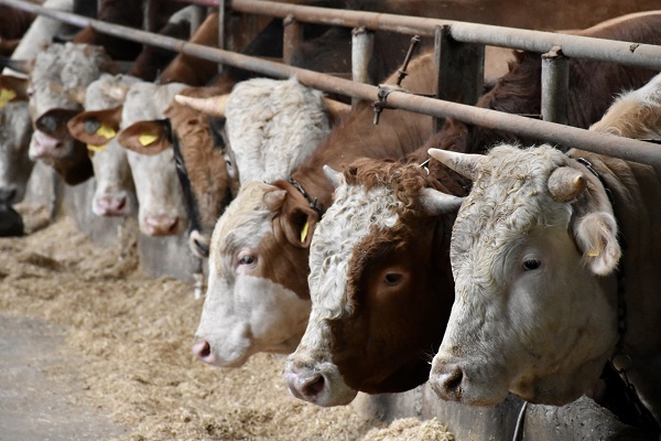 Foto - Şehir hayatını bıktı kendi işini kurdu