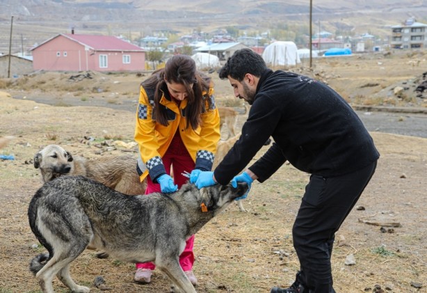 Foto - Şehirde 5 bin köpeğe kuduz aşısı yapıldı
