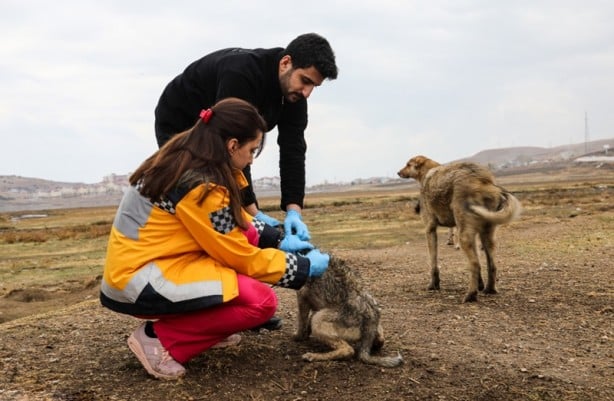 Şehirde 5 bin köpeğe kuduz aşısı yapıldı