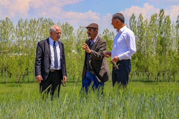 Foto - Şehirde buğdayda 85 bin ton rekolte bekleniyor