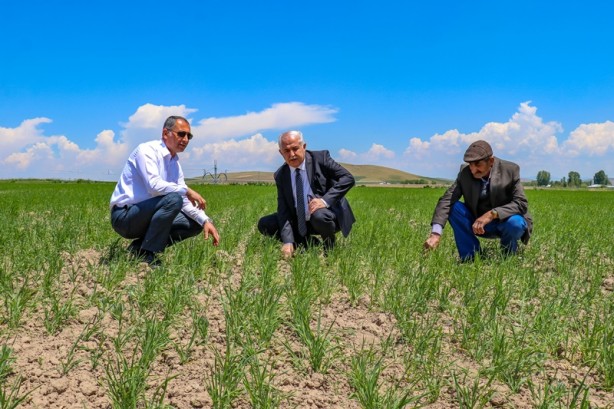 Foto - Şehirde buğdayda 85 bin ton rekolte bekleniyor