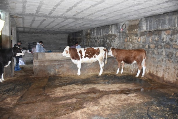 Foto - Şehirde büyükbaş hayvanlara şap aşısı