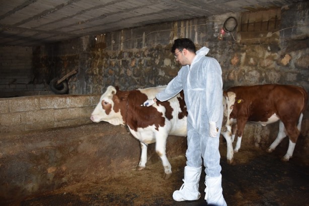 Foto - Şehirde büyükbaş hayvanlara şap aşısı