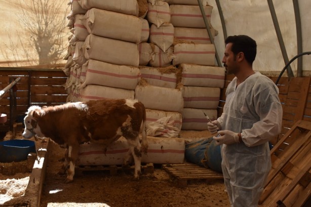 Foto - Şehirde büyükbaş hayvanlara şap aşısı