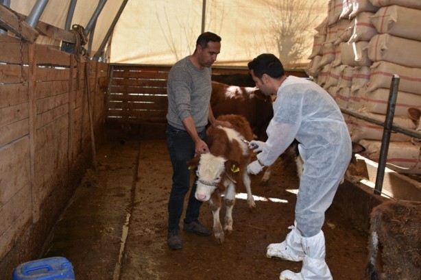 Foto - Şehirde büyükbaş hayvanlara şap aşısı