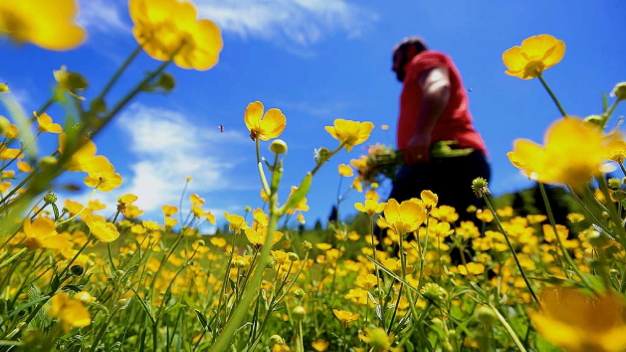 Şehirde kavrulanlar yaylada serinliyor