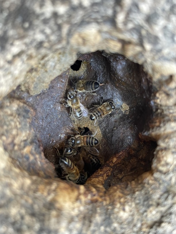 Foto - Şehirde kuraklığın bal üretimini düşürmesinden endişe ediliyor