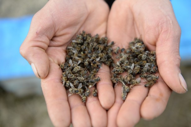 Şehirde kuraklığın bal üretimini düşürmesinden endişe ediliyor