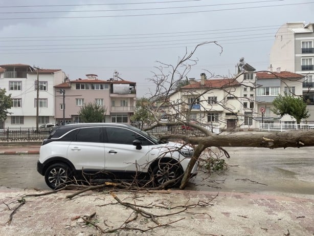 Foto - Şehirde kuvvetli rüzgar ve sağanak! Ağaçlar devrildi