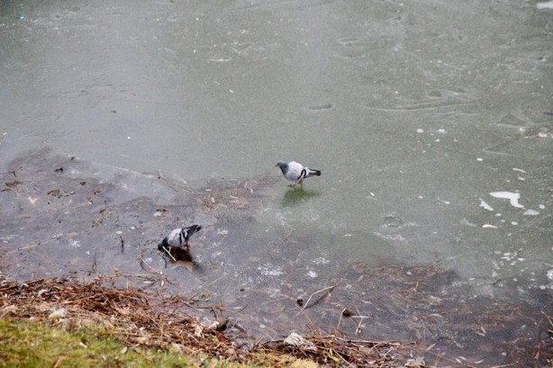 Foto - Şehirde yoğun sis