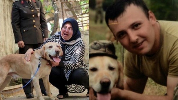 Şehit onbaşının gazi köpeği "Atmaca" ailesine sahiplendirildi