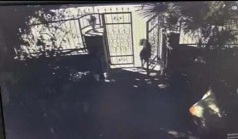 Foto - Şehre dadanan cins köpek hırsızları kıskıvrak yakalandı!