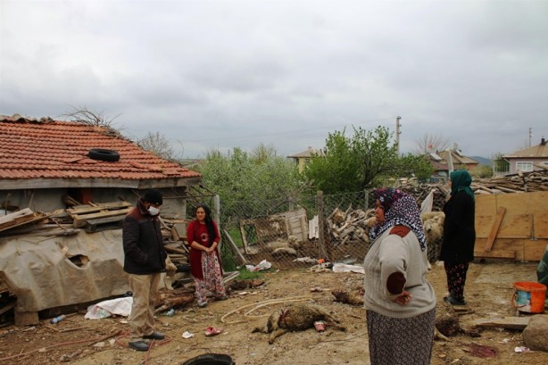 Foto - Şehre inen kurtlar 20 koyunu telef etti