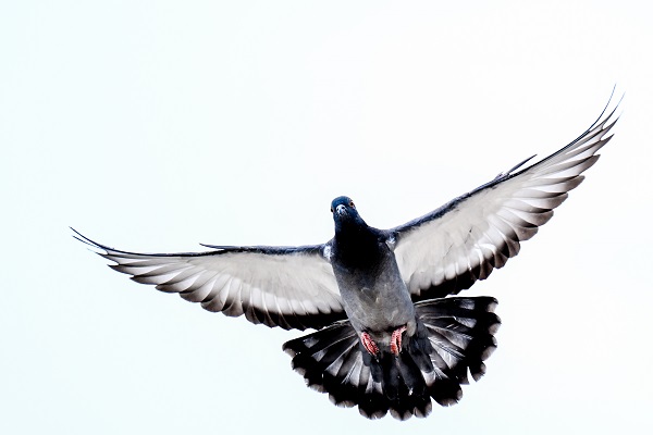 Foto - Şehrin en güzel misafirleri