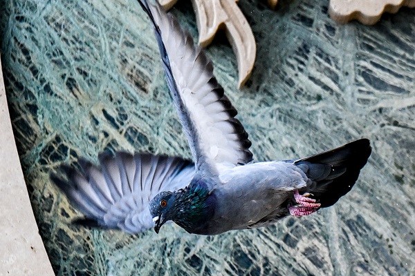 Foto - Şehrin en güzel misafirleri