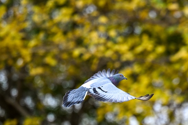 Foto - Şehrin en güzel misafirleri
