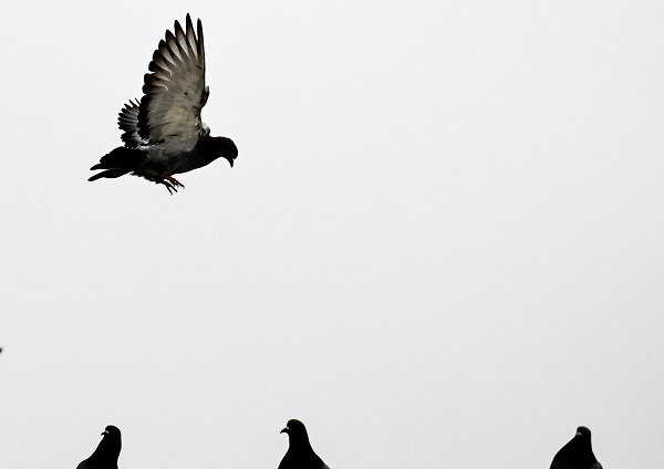 Foto - Şehrin en güzel misafirleri