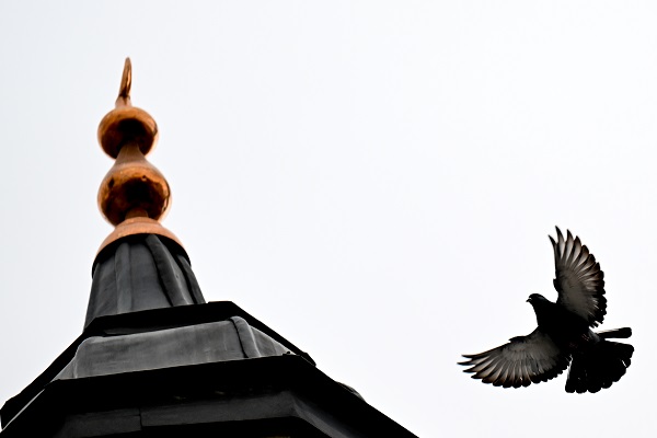 Foto - Şehrin en güzel misafirleri