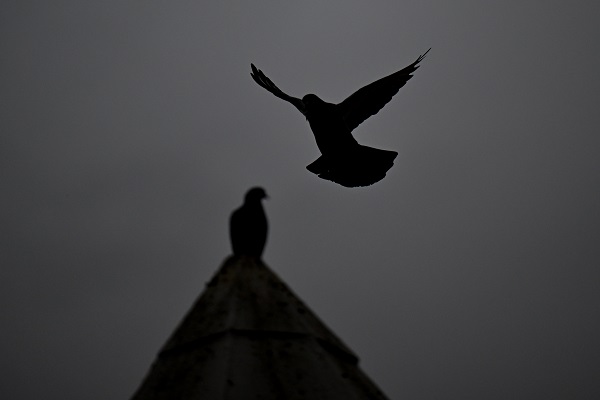 Foto - Şehrin en güzel misafirleri