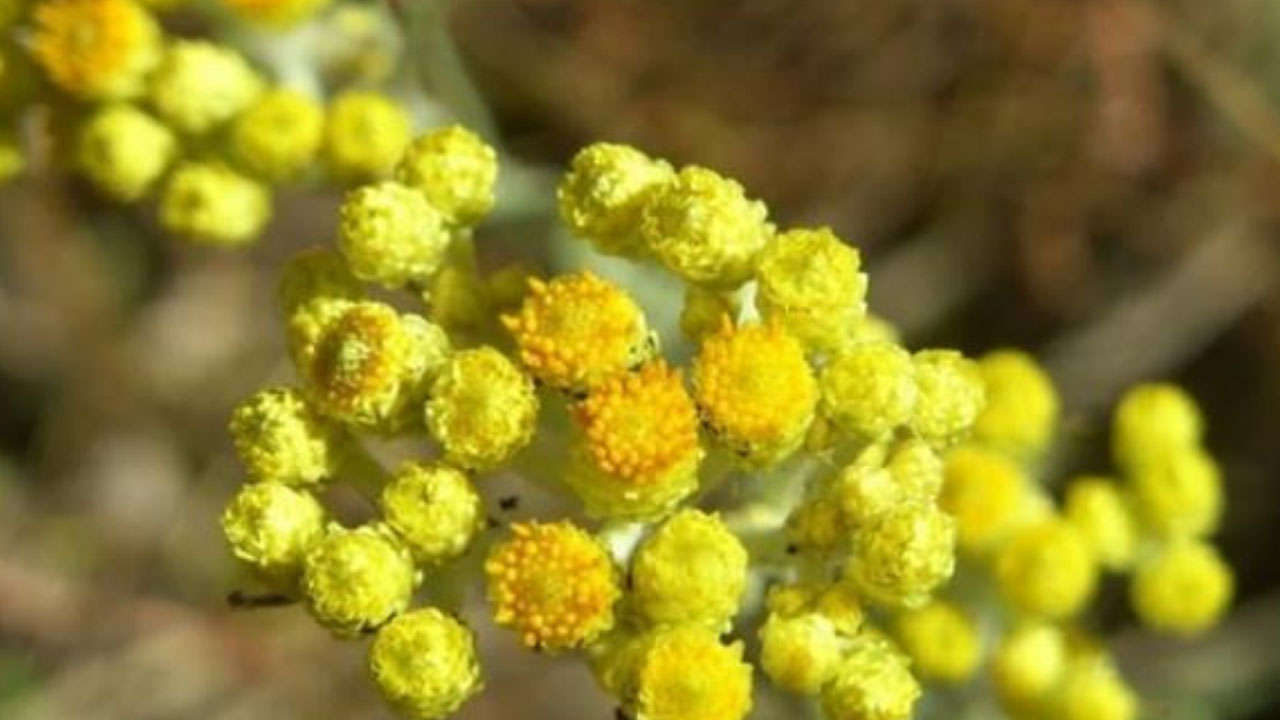 Foto - Şeker hastalarına 8 doğal kür