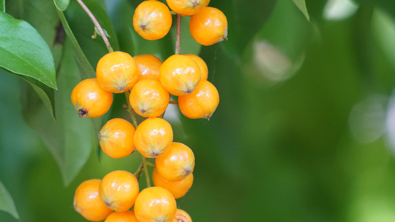 Foto - Üvez meyvesinin faydaları saymakla bitmiyor!