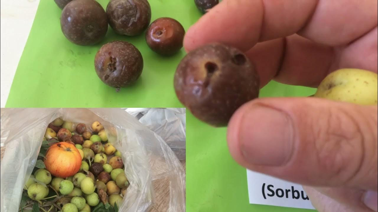 Foto - Üvez meyvesinin faydaları saymakla bitmiyor!