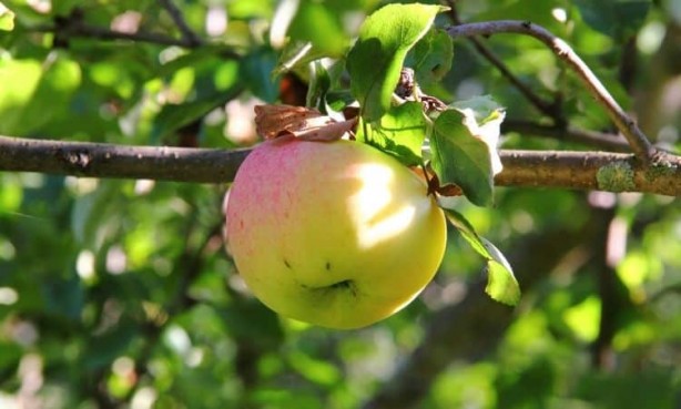Foto - Şeker, kanser ve alzheimer ile savaşıyor