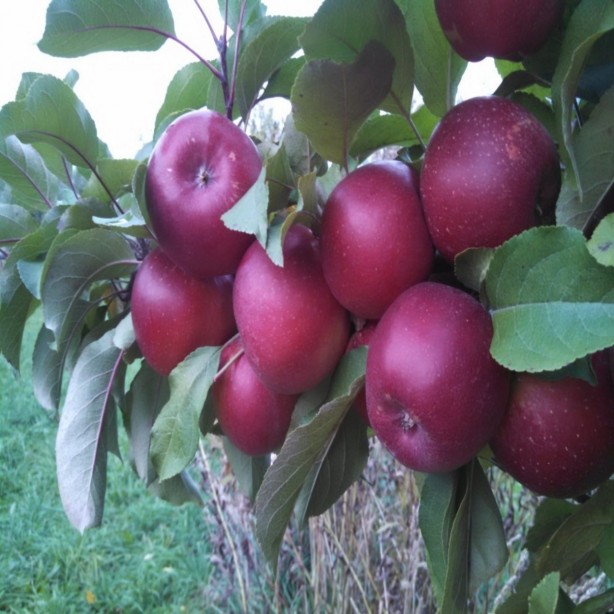 Foto - Şeker, kanser ve alzheimer ile savaşıyor